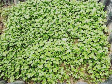 如何种植和发芽香菜？