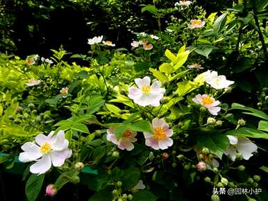 什么是玫瑰科植物适合嫁接玫瑰，什么是玫瑰科植物？