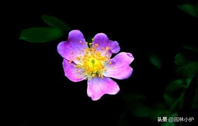 什么是玫瑰科植物适合嫁接玫瑰，什么是玫瑰科植物？