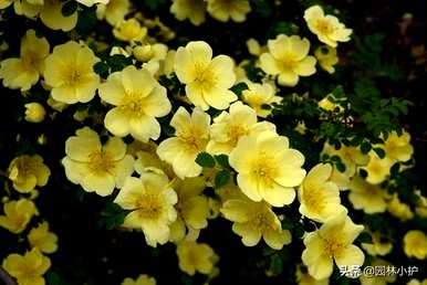 什么是玫瑰科植物适合嫁接玫瑰，什么是玫瑰科植物？