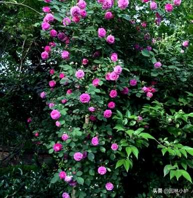什么是玫瑰科植物适合嫁接玫瑰，什么是玫瑰科植物？
