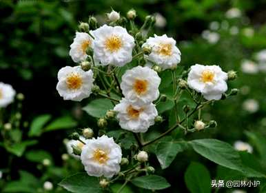 什么是玫瑰科植物适合嫁接玫瑰，什么是玫瑰科植物？