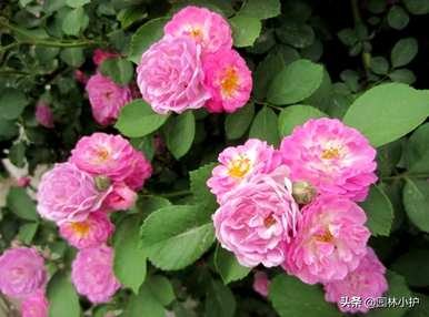 什么是玫瑰科植物适合嫁接玫瑰，什么是玫瑰科植物？