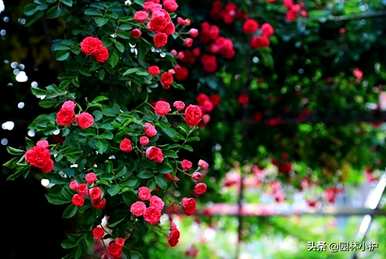 什么是玫瑰科植物适合嫁接玫瑰，什么是玫瑰科植物？