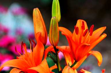 百合花怎么养才能开花，百合花怎么养才能开花？