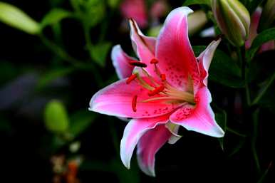 百合花怎么养才能开花，百合花怎么养才能开花？