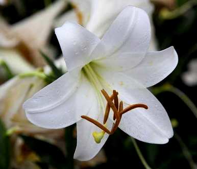 百合花怎么养才能开花，百合花怎么养才能开花？
