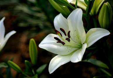 百合花怎么养才能开花，百合花怎么养才能开花？
