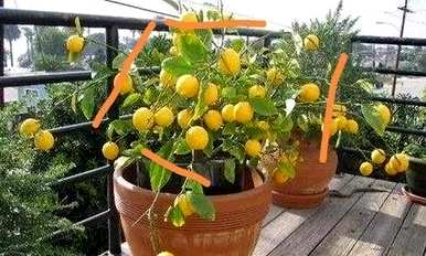 柠檬开花前如何剪枝？柠檬开花时如何管理？
