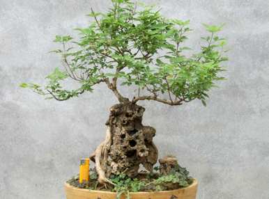 如何维护和管理黄荆盆景，如何维护和管理黄荆盆景