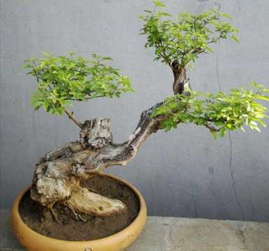 如何维护和管理黄荆盆景，如何维护和管理黄荆盆景