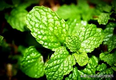 茉莉花晚上可以放在卧室里吗？茉莉花可以放在卧室里吗？