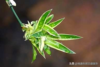 茉莉花晚上可以放在卧室里吗？茉莉花可以放在卧室里吗？