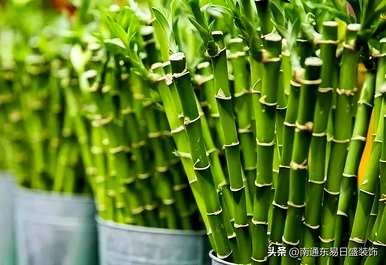茉莉花晚上可以放在卧室里吗？茉莉花可以放在卧室里吗？