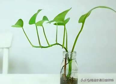 茉莉花晚上可以放在卧室里吗？茉莉花可以放在卧室里吗？