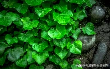 茉莉花晚上可以放在卧室里吗？茉莉花可以放在卧室里吗？