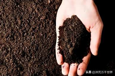 春萌多肉冬季养护，春萌多肉怎么爆盆？