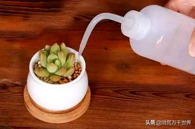 春萌多肉冬季养护，春萌多肉怎么爆盆？