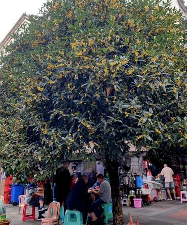 客厅养什么绿植最好去甲醛，客厅养什么绿植最好？