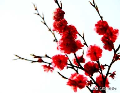 什么是梅花的生长环境，梅花一般在哪个季节生长？