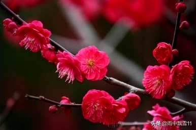 什么是梅花的生长环境，梅花一般在哪个季节生长？