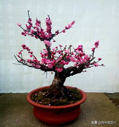什么是梅花的生长环境，梅花一般在哪个季节生长？