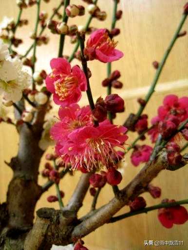 什么是梅花的生长环境，梅花一般在哪个季节生长？