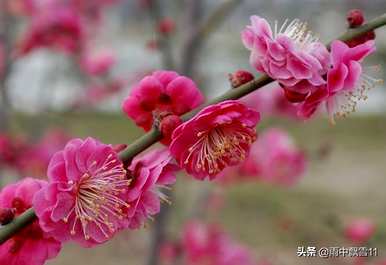 什么是梅花的生长环境，梅花一般在哪个季节生长？
