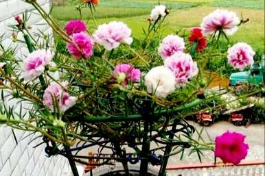 用什么土种植太阳花最好，用什么土种植太阳花双瓣花苗？