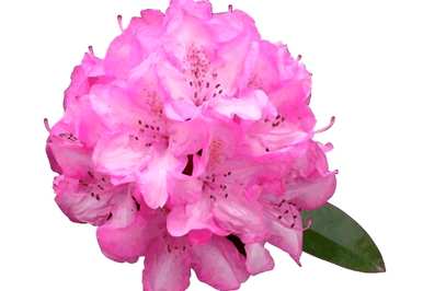 杜鹃花一年开几次，杜鹃花一年开几次