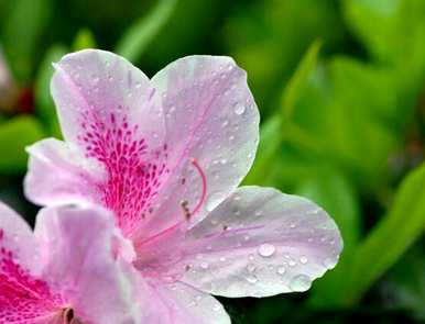 杜鹃花一年开几次，杜鹃花一年开几次