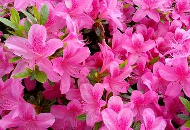 杜鹃花一年开几次，杜鹃花一年开几次