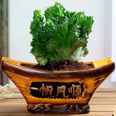 麒麟树怎么养才茂盛，麒麟树怎么养？