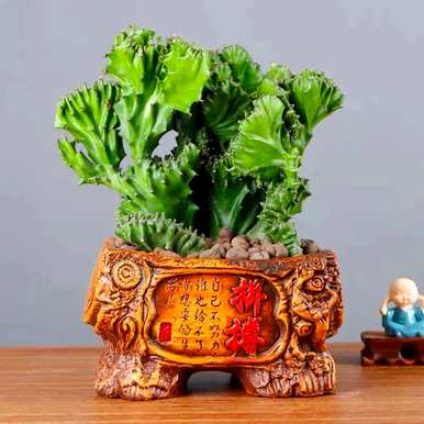 麒麟树怎么养才茂盛，麒麟树怎么养？