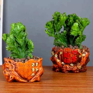 麒麟树怎么养才茂盛，麒麟树怎么养？