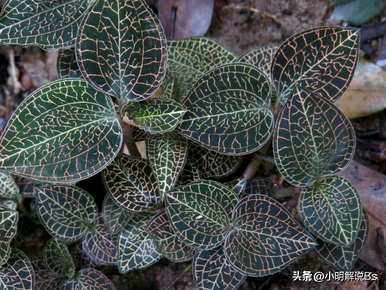 如何种植金线莲种子，金线莲种子是什么？