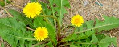 姜士靖蒲公英种植视频、蒲公英种植方法及时间