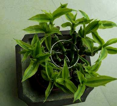 竹子如何种植容易活，几个月内竹子种植存活率最高