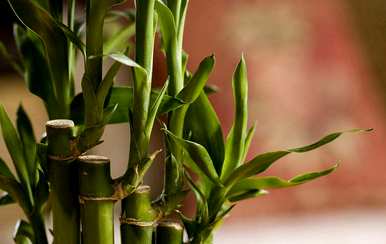 竹子如何种植容易活，几个月内竹子种植存活率最高