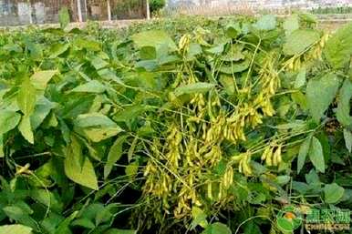 种植大豆最好的基肥是什么？什么时候种植大豆最好？