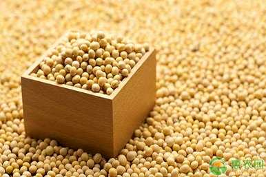 种植大豆最好的基肥是什么？什么时候种植大豆最好？