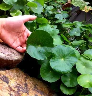 剃完铜钱草怎么养，水培铜钱草怎么剃？