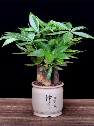 发财树的叶子长出来就变黄了，梦见自己发财树的叶子变黄了