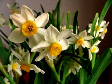 水仙花什么时候开花，水仙花有毒吗？可以在室内养吗？