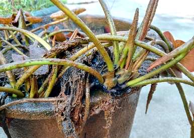 盆栽睡莲的种植方法，盆栽睡莲的水深是多少？
