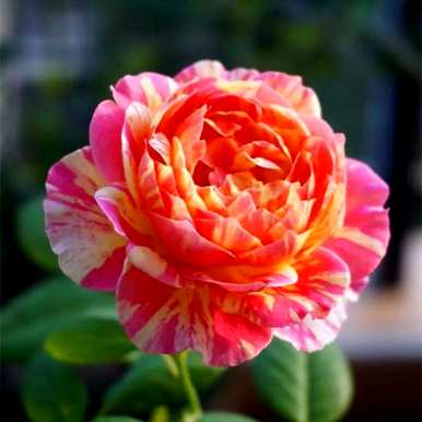 鲜红月季花品种，介绍月季花品种