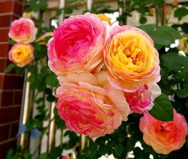 鲜红月季花品种，介绍月季花品种