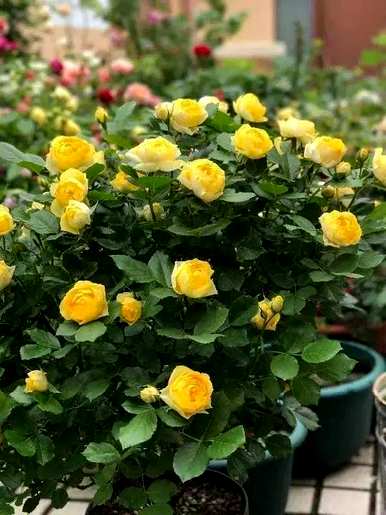 鲜红月季花品种，介绍月季花品种