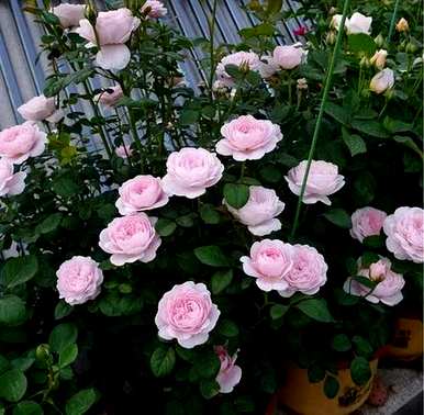 鲜红月季花品种，介绍月季花品种