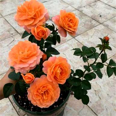 鲜红月季花品种，介绍月季花品种